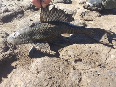 Pterygoplichthys ambrosettii