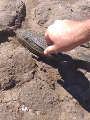 Pterygoplichthys ambrosettii