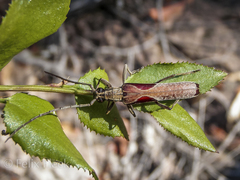 Uracanthus triangularis