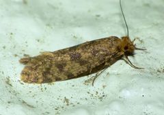 Archyala terranea