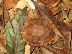 Kinixys erosa