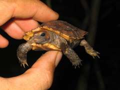 Kinixys erosa