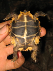 Kinixys erosa