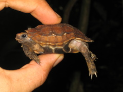 Kinixys erosa