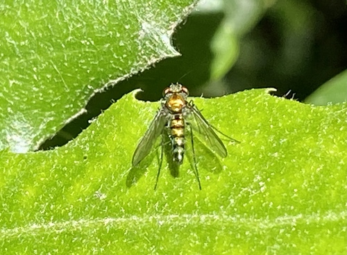 iNaturalist observation photo of Condylostylus longicornis