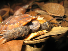 Kinixys erosa