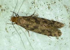 Archyala terranea