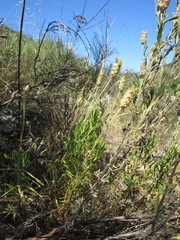 Lavandula viridis