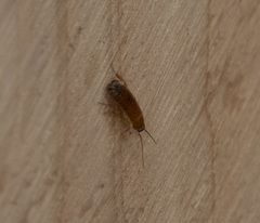 Parcoblatta americana