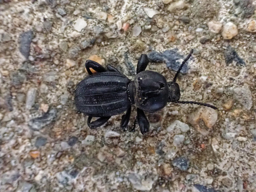 Scaurus striatus