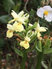 Dactylorhiza insularis