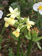 Dactylorhiza insularis