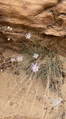 Xylorhiza