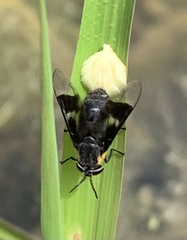 Chrysops cincticornis