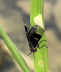 Chrysops cincticornis