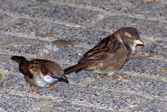 Passer domesticus