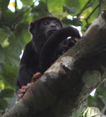 Alouatta discolor