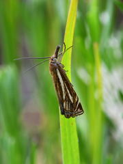 Xanthocrambus lucellus