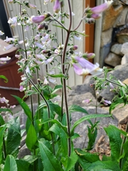 Magnoliopsida