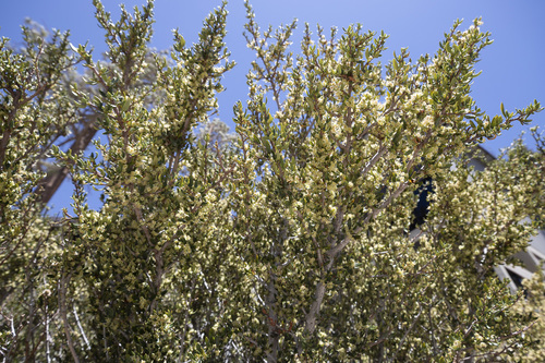 Curl-Leaf Mountain Mahogany