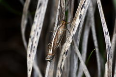 Xanthocrambus lucellus