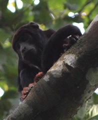 Alouatta discolor