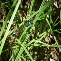 Zoniagrion exclamationis