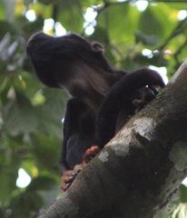 Alouatta discolor