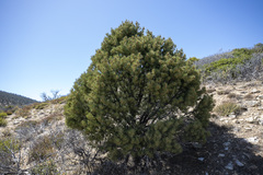 Pinus monophylla