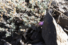 Penstemon californicus