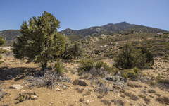 Pinus monophylla