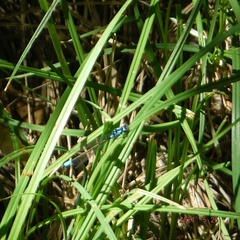 Zoniagrion exclamationis