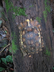 Kinixys erosa