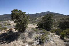 Pinus monophylla