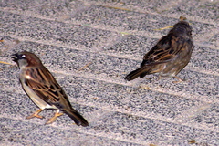 Passer domesticus