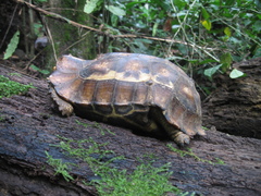 Kinixys erosa