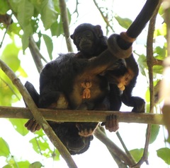 Alouatta discolor