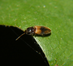 Horistonotus curiatus