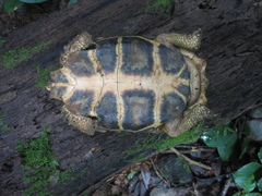 Kinixys erosa