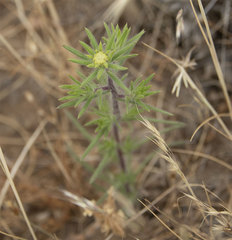 Centromadia fitchii