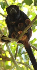 Alouatta discolor