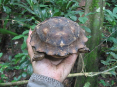 Kinixys erosa