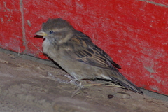 Passer domesticus