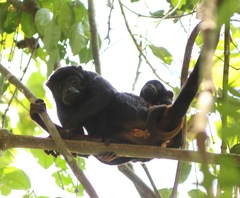 Alouatta discolor