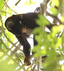 Alouatta discolor