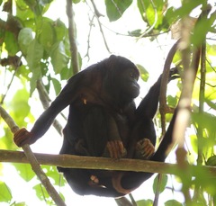 Alouatta discolor