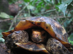 Kinixys erosa