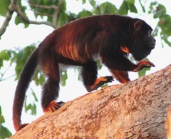 Alouatta discolor