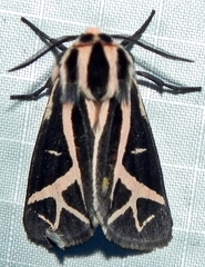 Apantesis figurata
