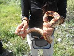 Pituophis deppei jani